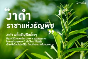 งาดำกิฟฟารีน